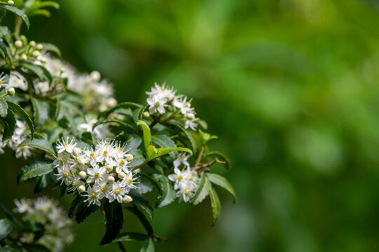 Whitey wood (acradenia frankliniae) flowers in bloom