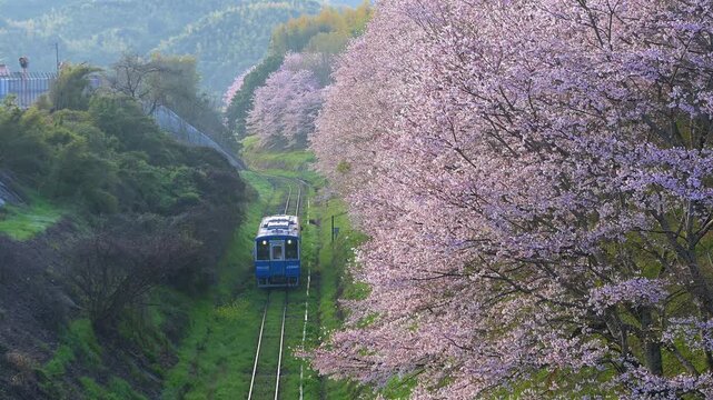 平成筑豊鉄道の赤駅付近の桜と車両