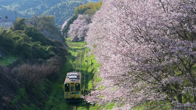 平成筑豊鉄道の赤駅付近の桜と車両