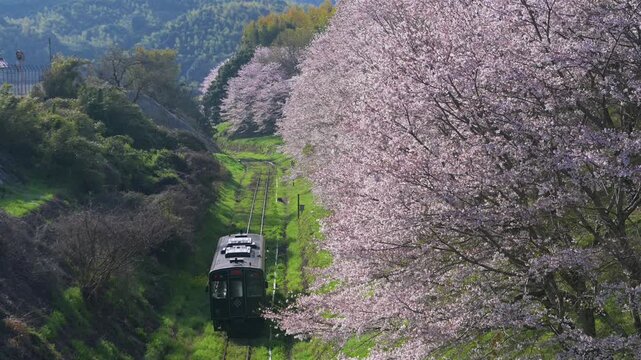 平成筑豊鉄道の赤駅付近の桜と車両
