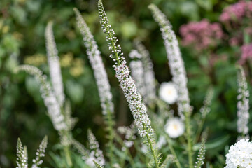 Fototapeta premium Willow leaved loosestrife (lysimachia ephemerum) flowers in bloom
