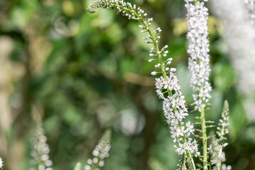 Obraz premium Willow leaved loosestrife (lysimachia ephemerum) flowers in bloom