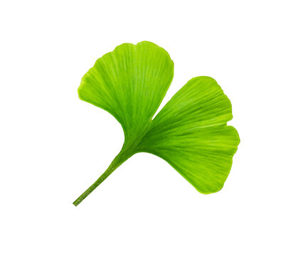 Fresh green Ginkgo biloba leaf isolated on a white background. A fan-shaped tree leaf with natural texture, vibrant color. Ideal for nature, herbal medicine, wellness, ecology, botanical concepts.