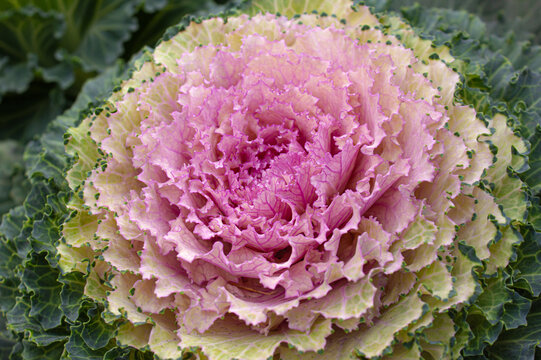 Ornamental flowering kale (Brassica oleracea) with vibrant pink and green ruffled leaves. Decorative cabbage close-up in a garden, showcasing colorful texture and natural beauty.