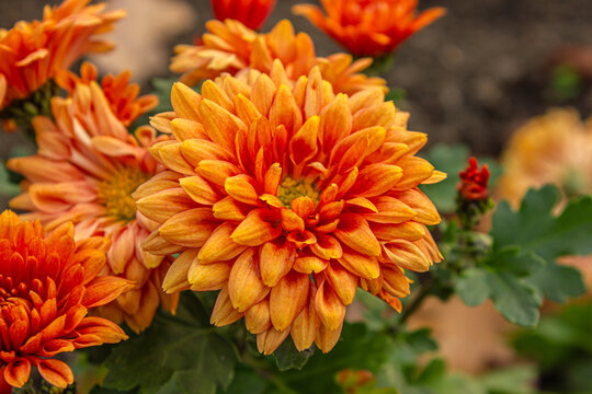 Close-up of Vibrant Orange Chrysanthemum flowers blooming in a garden during autumn. Beautiful seasonal floral background for gardening, nature, landscaping, and fall design concepts.