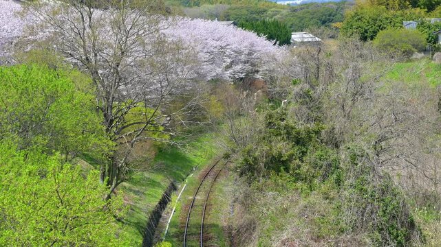 平成筑豊鉄道の赤駅付近の桜と車両