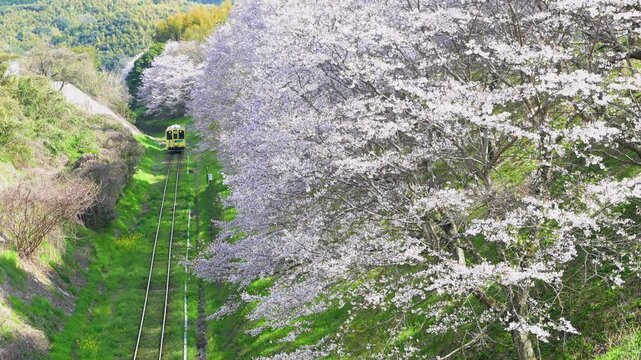 平成筑豊鉄道の赤駅付近の桜と車両