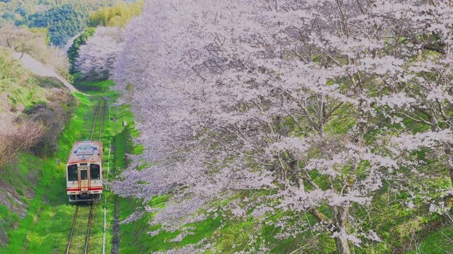 平成筑豊鉄道の赤駅付近の桜と車両