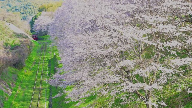 平成筑豊鉄道の赤駅付近の桜と車両
