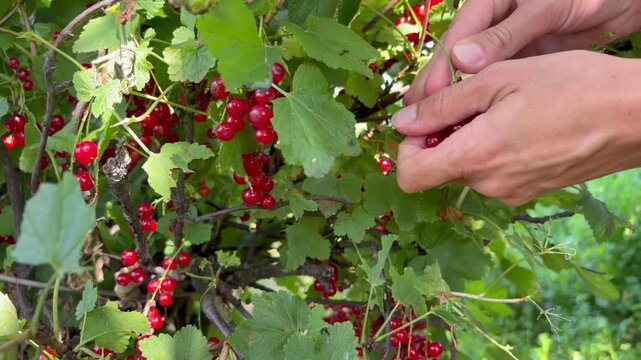 a person's bare hands carefully picking ripe, bright red currants from a lush green bush. Summer gardening, fresh harvest, and organic fruit cultivation.