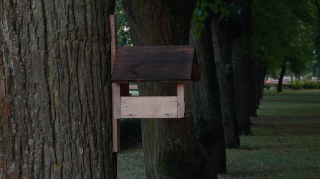 Wooden birdhouse mounted on tree trunk in quiet park with row of trees and soft green background