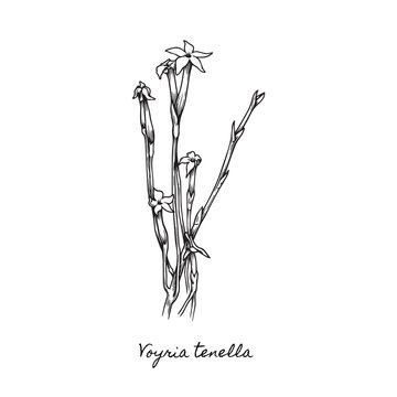 botanical voyria tenella woodcut, exotic phantom plant illustration, rustic black and white block print engraving