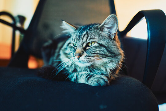 Tabby cat relaxing on an office chair in warm light