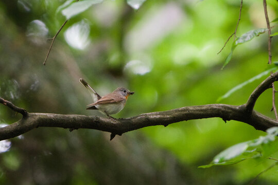 Red-breasted flycatcher (Ficedula parva) perched on a branch with an insect in its beak in a green forest. Nature of Czech republic.