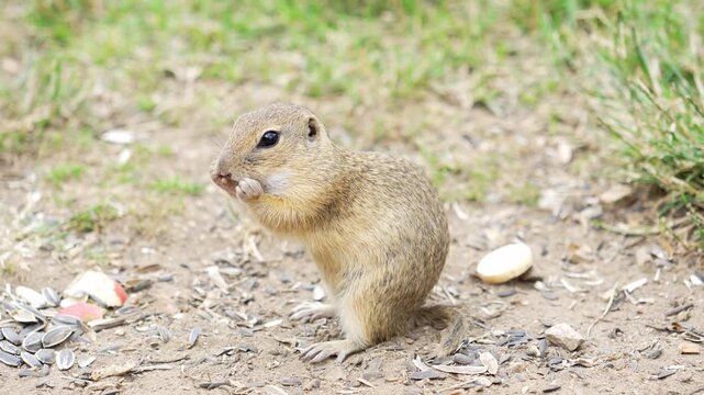 Cute European Ground Squirrel Eating Seeds in Slow Motion 4K