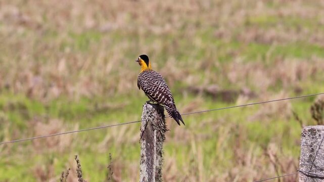 Campo Flicker perched in rural grassland landscape in Brazil.	
