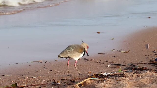 Southern lapwing (Vanellus chilensis) standing on the shore of Gua&iacute;ba Lake in Brazil
