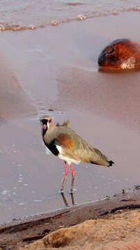 Southern lapwing (Vanellus chilensis) standing on the shore of Gua&iacute;ba Lake in Brazil	