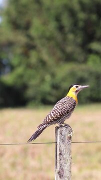 Campo Flicker perched in rural grassland landscape in Brazil.	