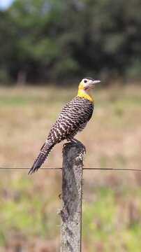 Campo Flicker perched in rural grassland landscape in Brazil.	