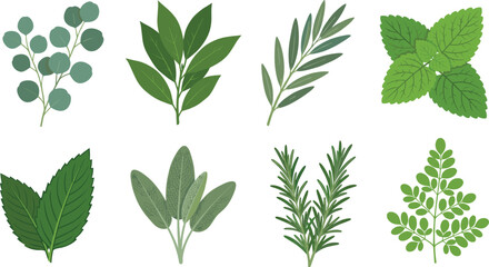 Collection of Culinary Herb Leaf Illustrations Featuring Eucalyptus, Bay, Olive, Mint, Spearmint, Sage, Rosemary and Parsley © Sheikh