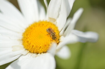Small bee feeding on oxeye daisy blossom © Virginie