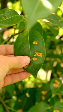 Yellow spots on pear leaves. Selective focus.