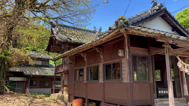 永目神社のアコウの木