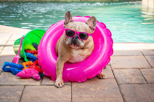 A fawn French bulldog with a calm, serious expression is wearing bright pink sunglasses and resting inside a pink inflatable inner tube. A green bucket tipped over with pool toys on patio pool deck