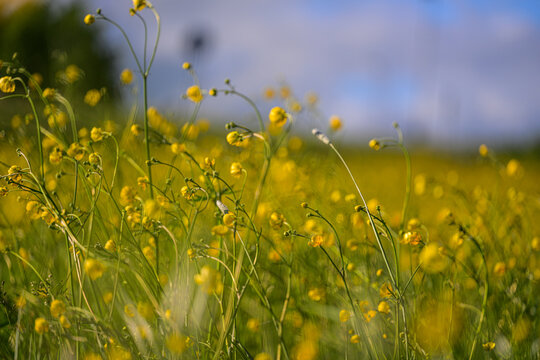 Low angle meadow buttercup Ranunculus acris flowers under blue summer sky.