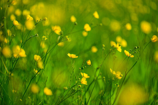 Soft focused meadow buttercup Ranunculus acris flowers creating peaceful summer meadow.