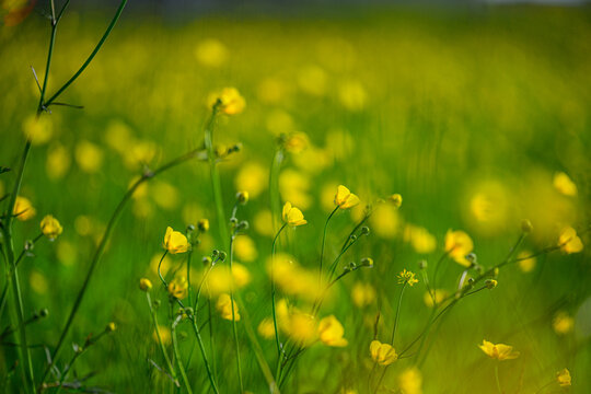 Selective focus meadow buttercup Ranunculus acris flowers in lush summer field.
