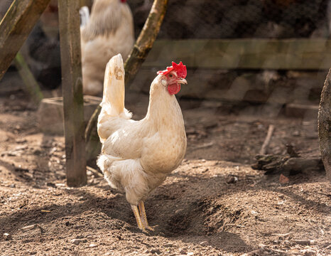 Domestic chicken Gallus gallus domesticus standing in farmyard dirt.