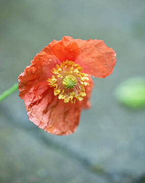 Closeup of orange poppy Papaver rhoeas flower with raindrops on petals.