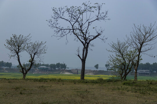 Countryside Trees and Fields Landscape