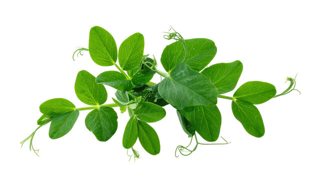 Fresh green pea plant branch with leaves and curly tendrils isolated on transparent background. Healthy organic agriculture element for botanical and culinary design projects.