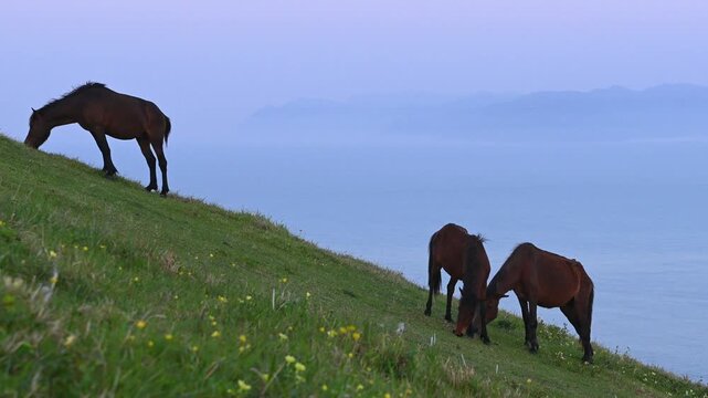 早朝の都井岬の御崎馬