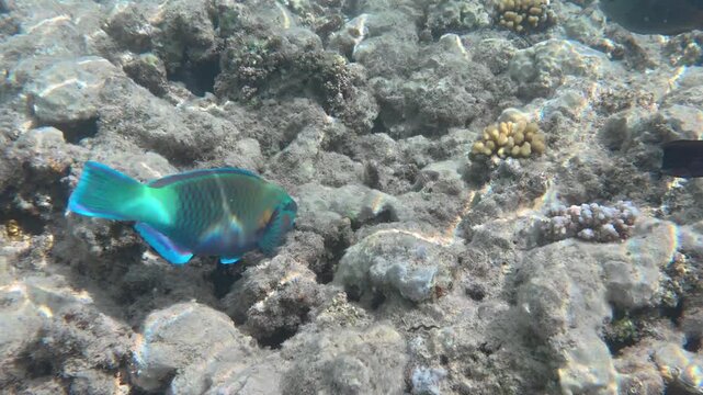 Close-up underwater footage of a colorful parrotfish swimming slowly above a coral reef in crystal clear tropical water. 