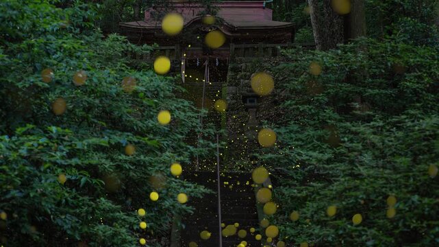 山の中の神社とヒメボタル