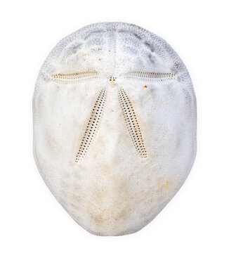 White sand dollar skeleton isolated on white background
