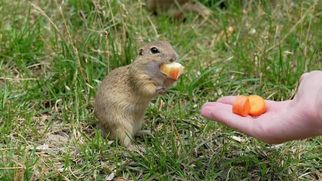 European ground squirrel eating apple near human hand in green grass