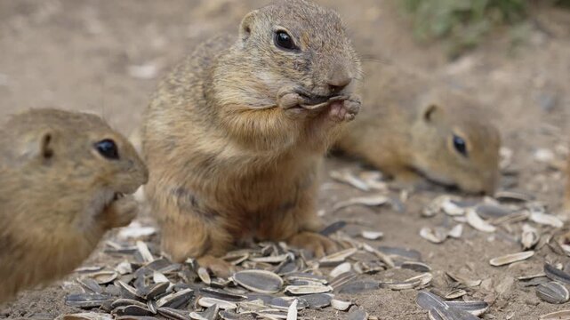 Cute European ground squirrels eating sunflower seeds on the ground in Slovakia