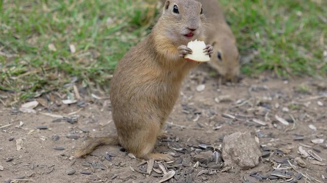 Cute ground squirrel standing and eating apple from human hand in Slovakia