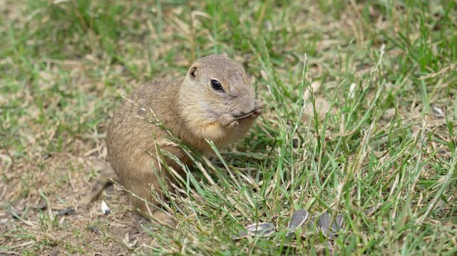 Cute European ground squirrel looking directly at camera in green grass