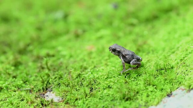 宝満山を登るヒキガエルの子供