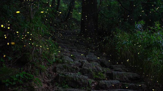 宝満山のヒメボタル