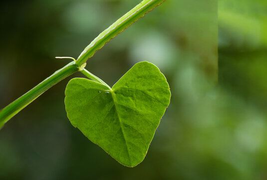 Cissus quadrangularis branch green leaf on natural background.