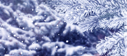 Obraz premium Snowy fir branches and falling snowflakes in winter forest. Banner design