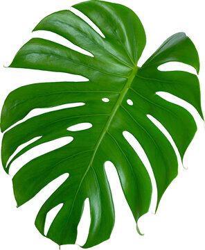 closeup beautiful leaf monstera deliciosa isolated for decorative
