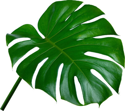 closeup beautiful leaf monstera deliciosa isolated for decorative